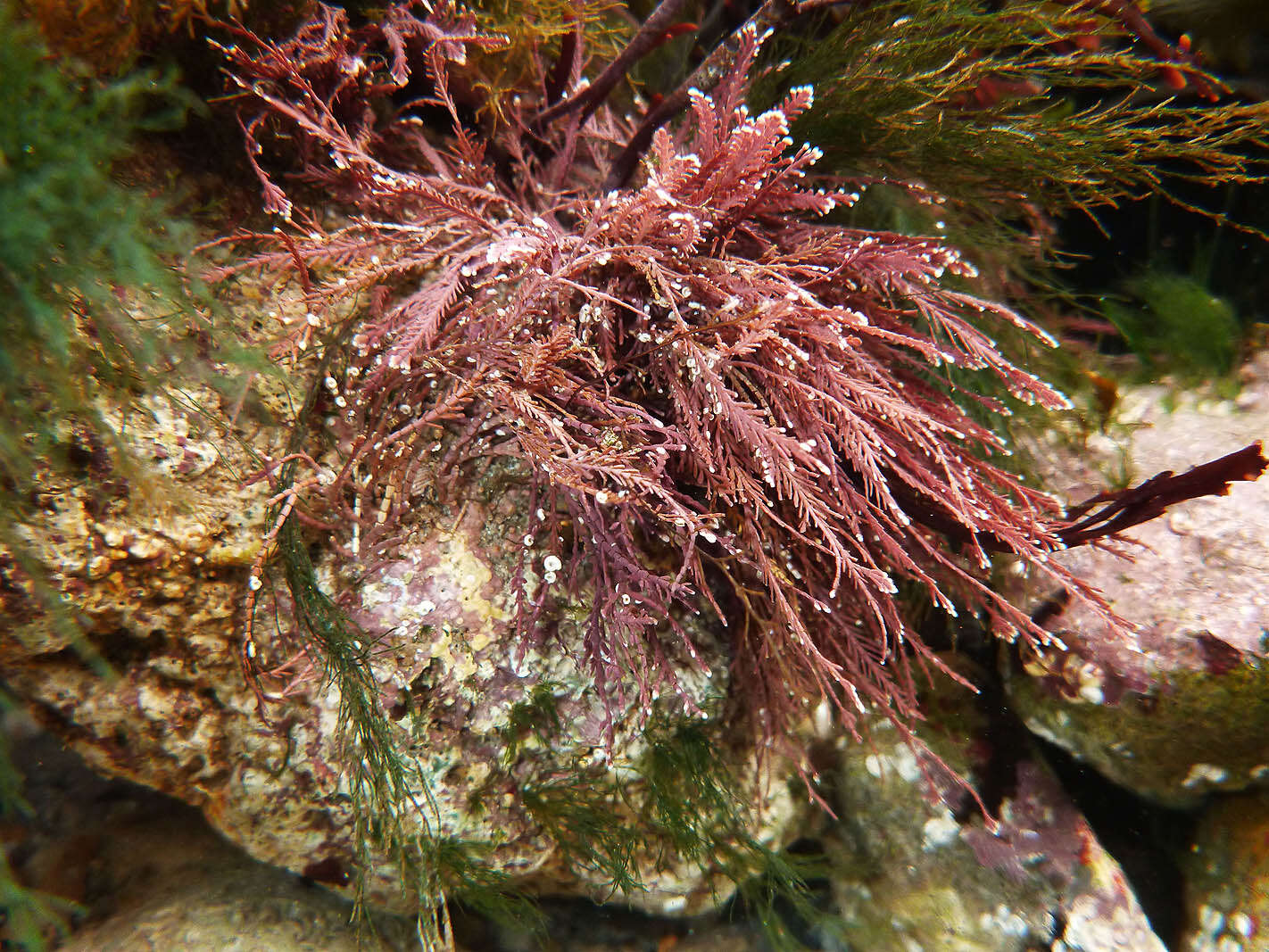 Image of common coral weed