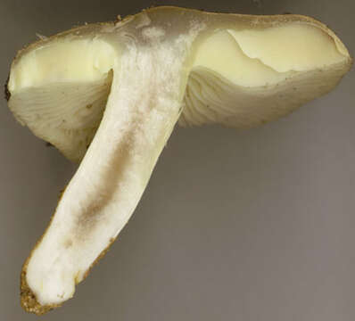 Imagem de Tricholoma portentosum (Fr.) Quél. 1873