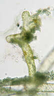Image of Vaucheria geminata