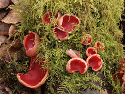 Image of scarlet cup