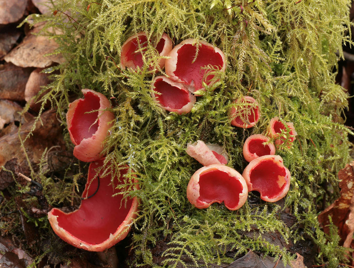 Image of scarlet cup