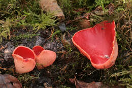 Image of scarlet cup