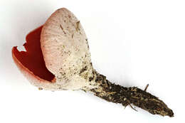 Image of scarlet cup