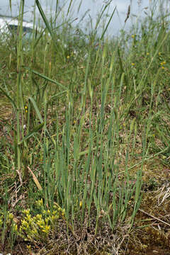 Image of Boehmer's cat's-tail