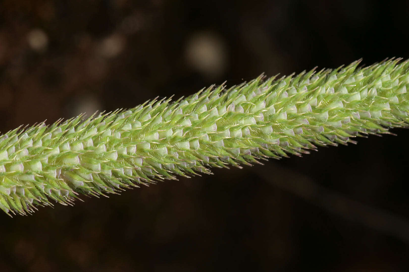 Image of Boehmer's cat's-tail