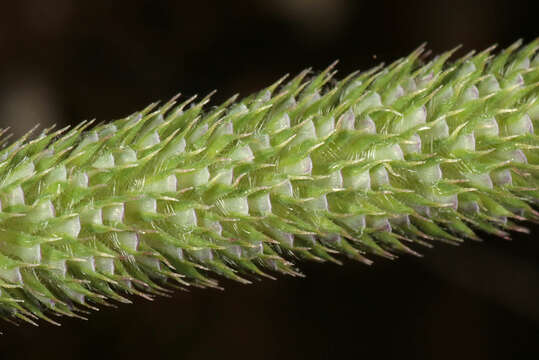 Imagem de Phleum phleoides (L.) H. Karst.