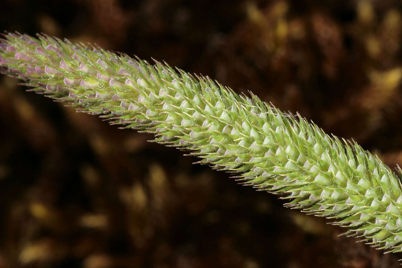 Image of Boehmer's cat's-tail