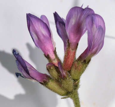 Image of Astragalus danicus Retz.