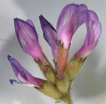 Image of Astragalus danicus Retz.