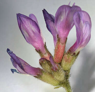 Image of Astragalus danicus Retz.