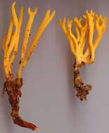 Image of Calocera viscosa (Pers.) Fr. 1821