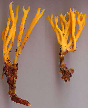 Image of Calocera viscosa (Pers.) Fr. 1821