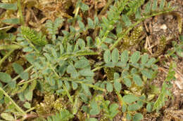 Image of Astragalus danicus Retz.