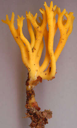 Image of Calocera viscosa (Pers.) Fr. 1821