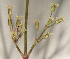 صورة Silene otites (L.) Wibel