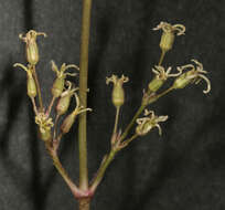 صورة Silene otites (L.) Wibel