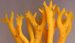 Image of Calocera viscosa (Pers.) Fr. 1821