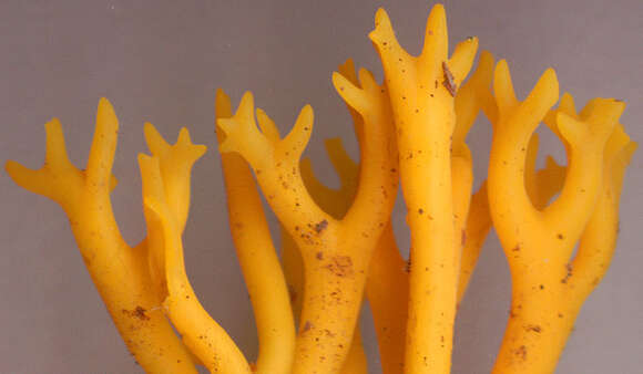 Imagem de Calocera viscosa (Pers.) Fr. 1821