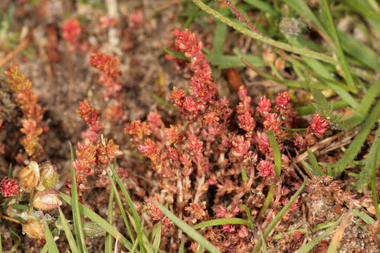 Crassula tillaea Lester-Garland resmi