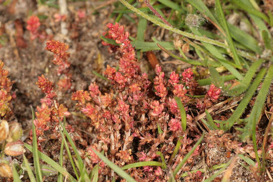 Image of Mossy Stonecrop