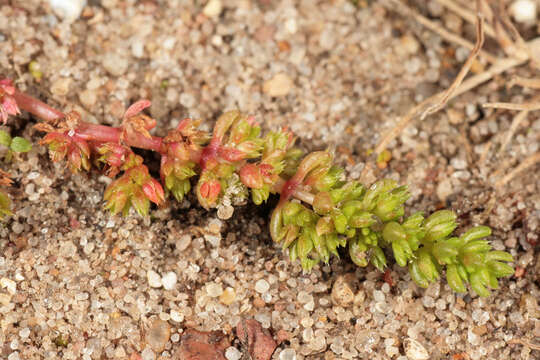 Image of Mossy Stonecrop