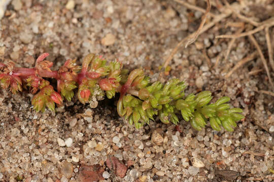 Image of Mossy Stonecrop