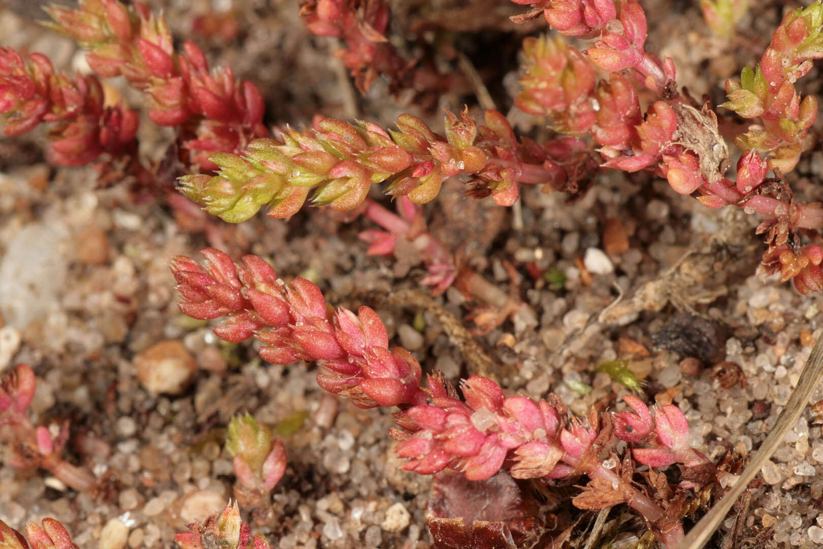 Crassula tillaea Lester-Garland resmi