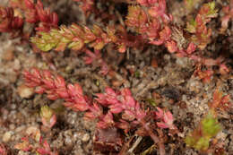 Слика од Crassula tillaea Lester-Garland