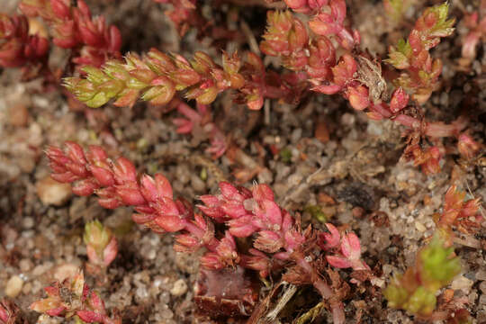 Crassula tillaea Lester-Garland resmi