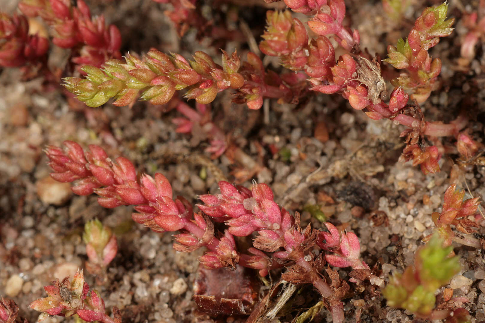 Crassula tillaea Lester-Garland resmi