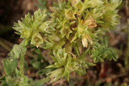 Image of Scleranthus perennis subsp. prostratus P. D. Sell