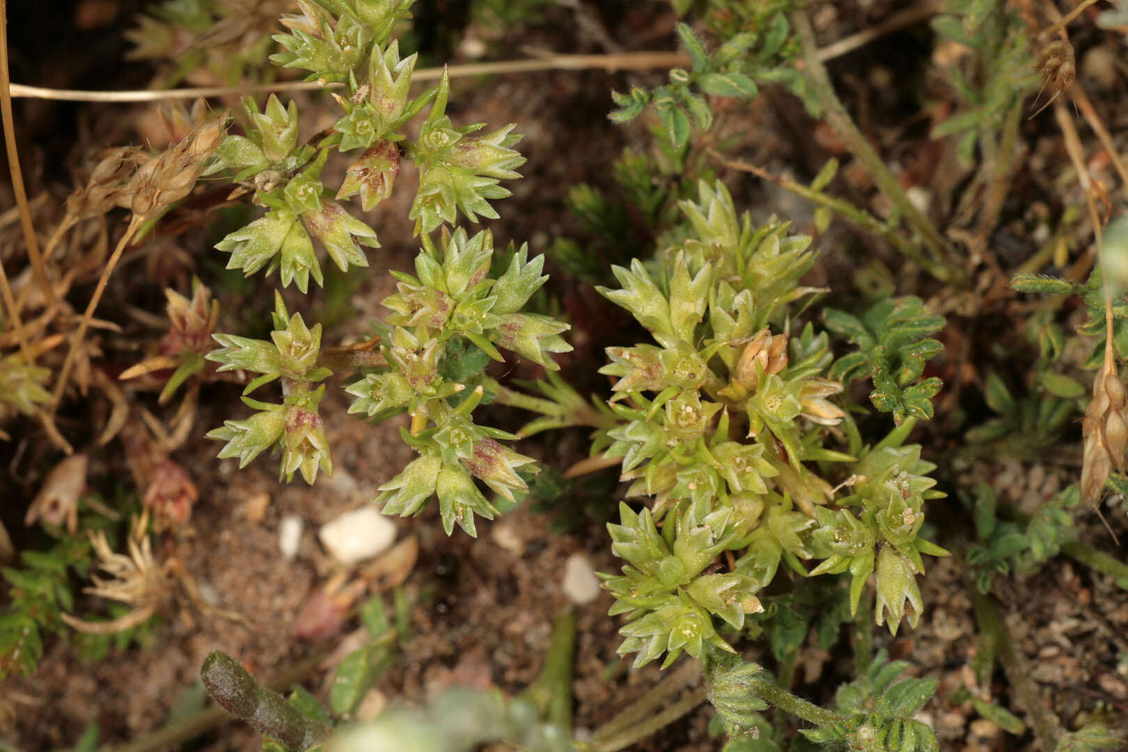 Image of Scleranthus perennis subsp. prostratus P. D. Sell