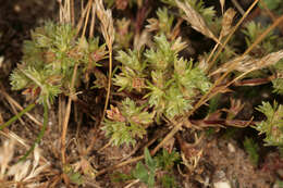 Image of Scleranthus perennis subsp. prostratus P. D. Sell