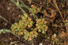 Image of Scleranthus perennis subsp. prostratus P. D. Sell