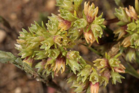 Image of Scleranthus perennis subsp. prostratus P. D. Sell