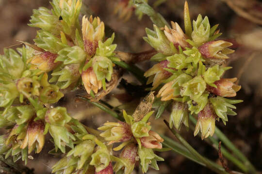 Image of Scleranthus perennis subsp. prostratus P. D. Sell