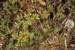 Image of Scleranthus perennis subsp. prostratus P. D. Sell