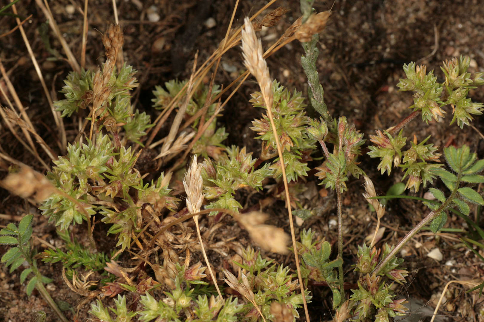 Image of Scleranthus perennis subsp. prostratus P. D. Sell