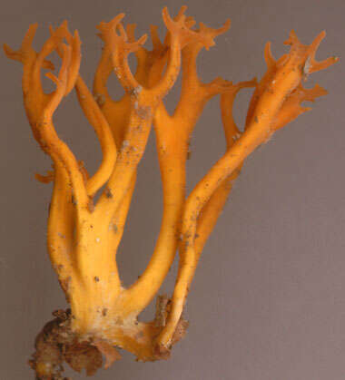 Imagem de Calocera viscosa (Pers.) Fr. 1821