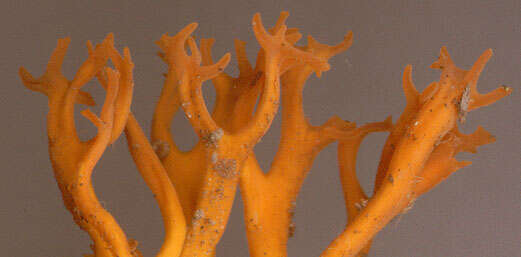 Image of Calocera viscosa (Pers.) Fr. 1821