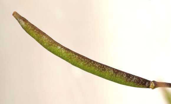 Image de Nasturtium microphyllum (Boenn. ex Rchb.) Rchb.