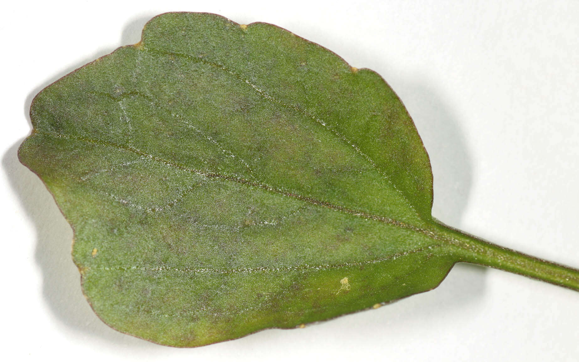 Image de Nasturtium microphyllum (Boenn. ex Rchb.) Rchb.