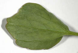 Image de Nasturtium microphyllum (Boenn. ex Rchb.) Rchb.