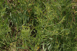 Image of longleaf