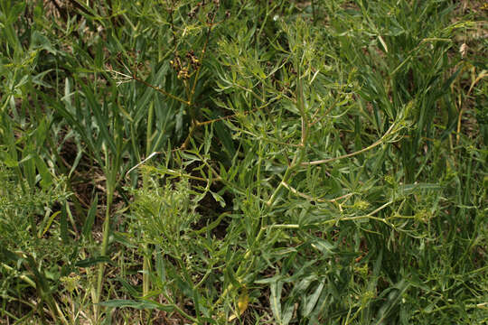 Image of longleaf