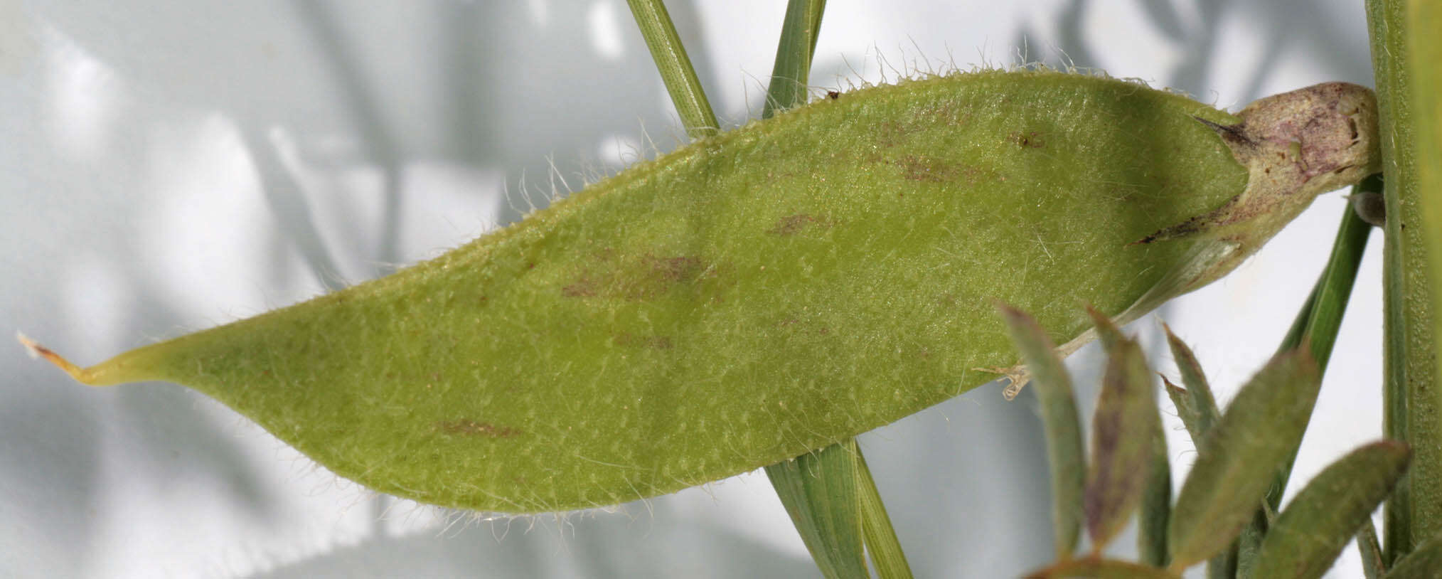 Image of smooth yellow vetch