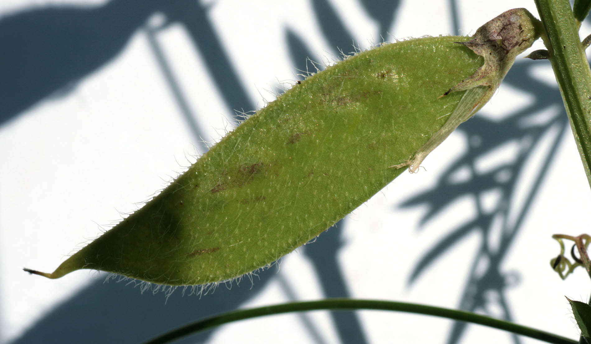 Image of smooth yellow vetch