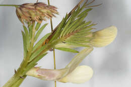 Image of smooth yellow vetch