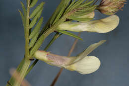 Image of smooth yellow vetch