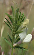 Image of smooth yellow vetch